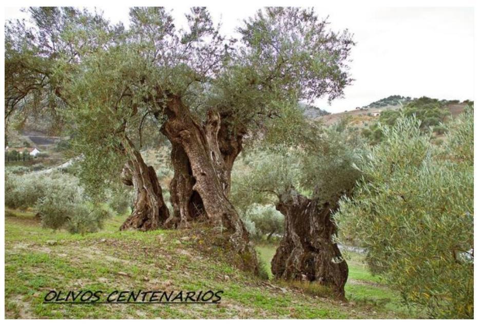 Villa Montiel Málaga Buitenkant foto